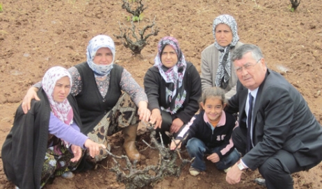 Üzüm üreticisi kaderine terk edildi Denizli Haber Haberdenizli