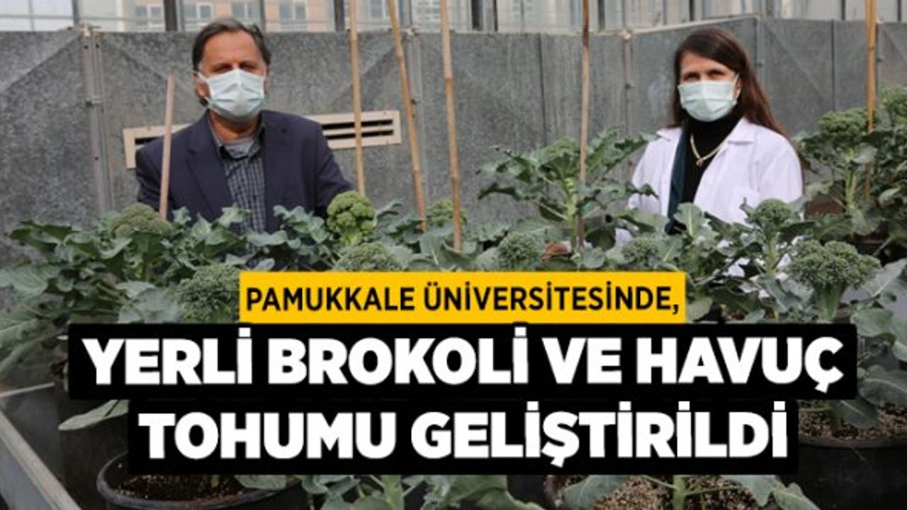 Pamukkale Üniversitesinde, Yerli Brokoli ve Havuç Tohumu Geliştirildi