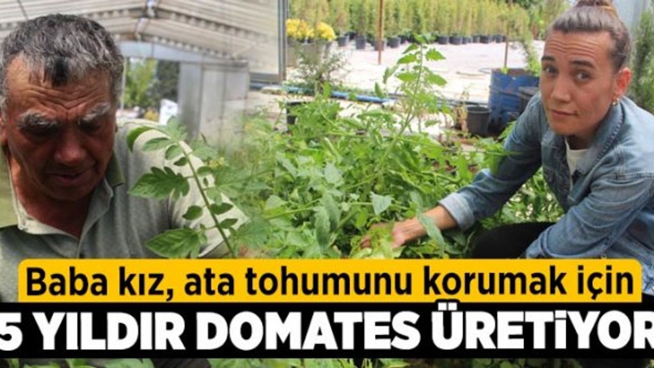 Baba kız, ata tohumunu korumak için 5 yıldır domates üretiyor