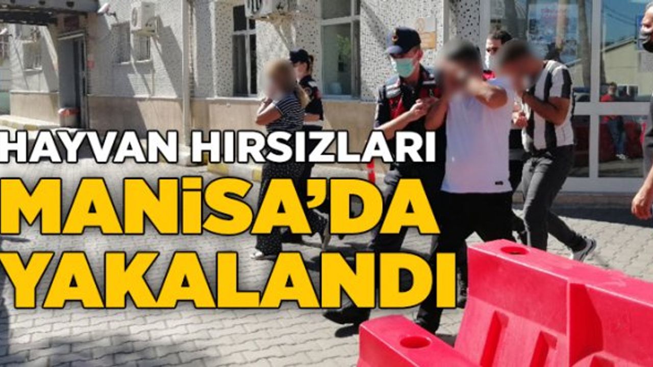 Buldan ve Güneyden Hayvan Çalanlar Manisa'da Yakalandı