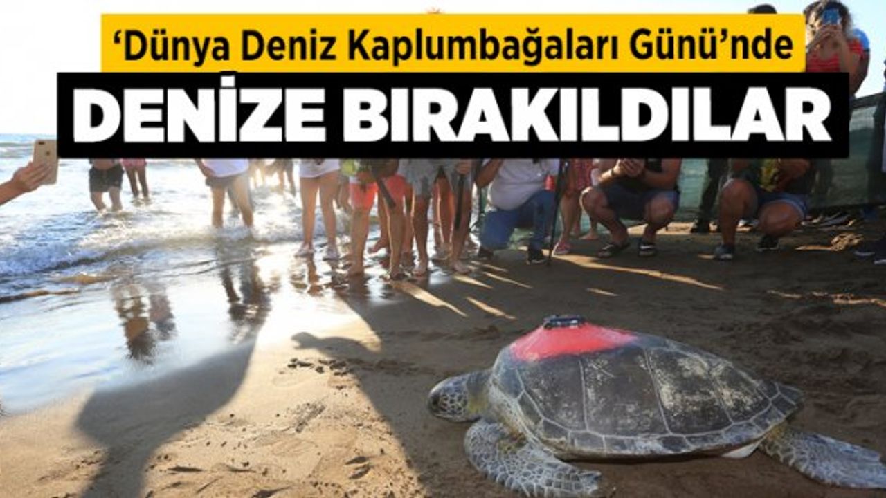 ‘Dünya Deniz Kaplumbağaları Günü’nde Denize Bırakıldılar