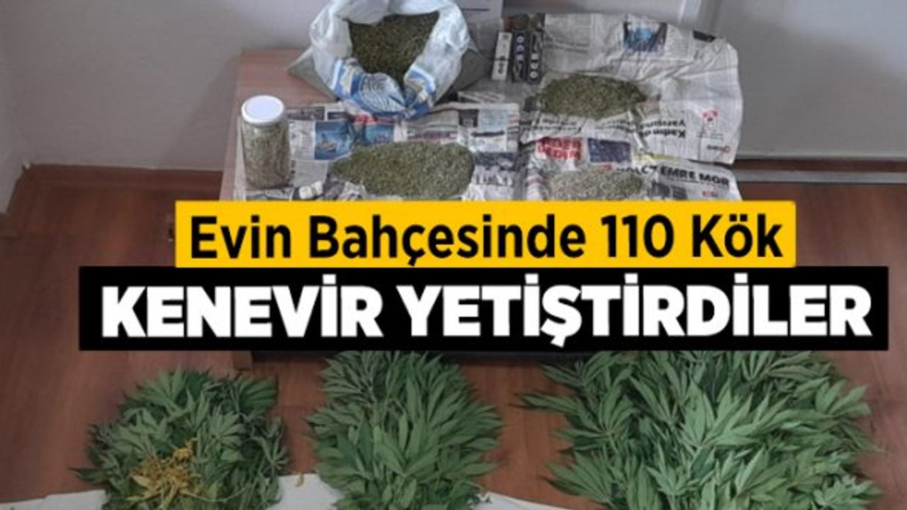Evin bahçesinde 110 kök kenevir yetiştirdiler