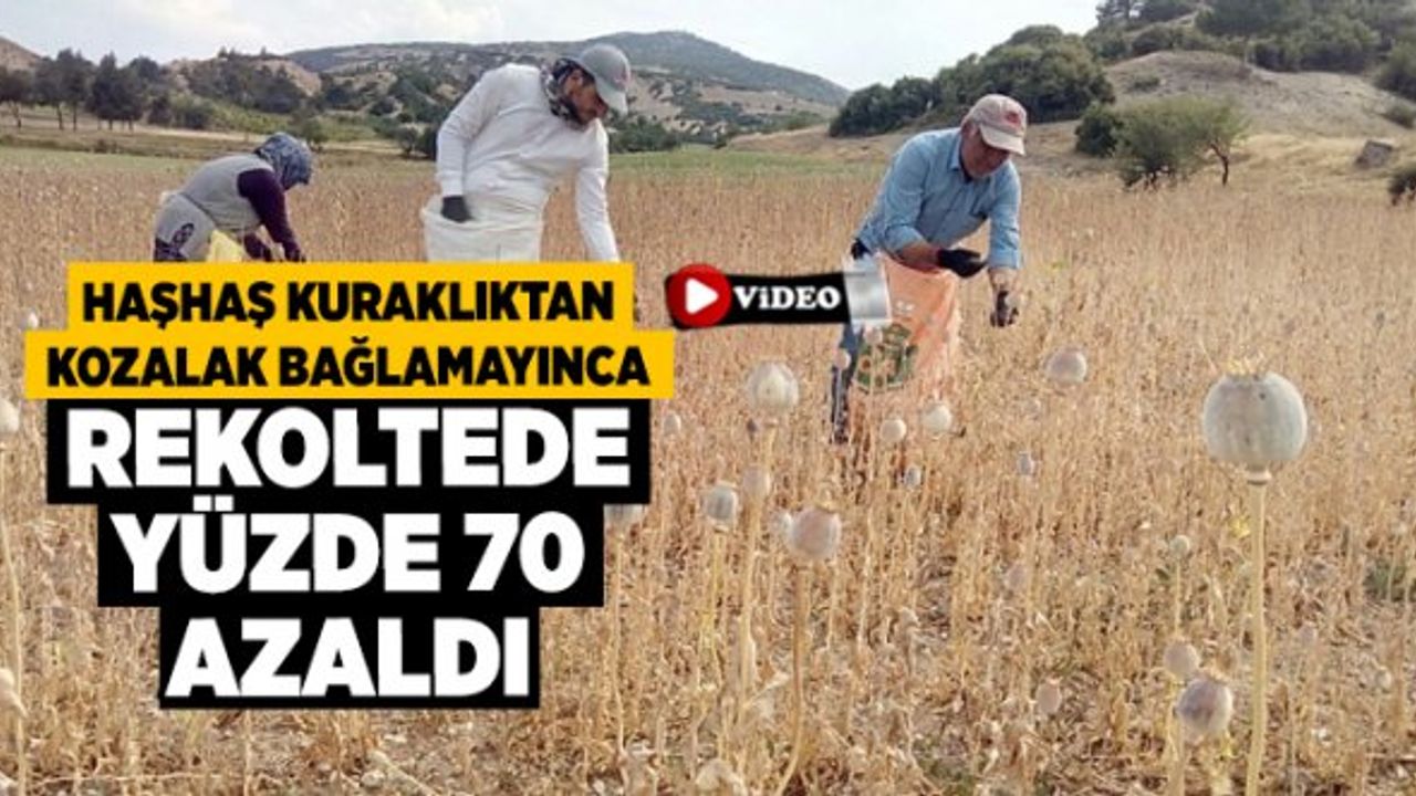 Haşhaş Kuraklıktan Kozalak Bağlamayınca Rekoltede Yüzde 70 Azaldı