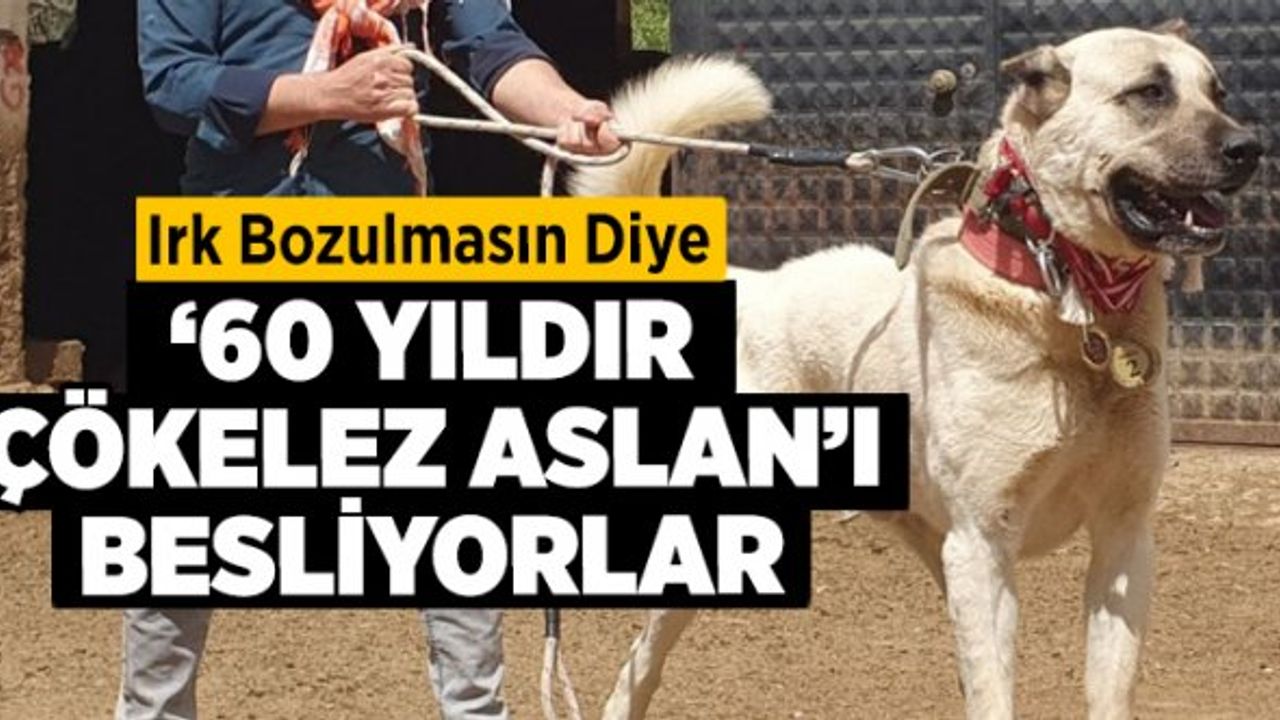Irk bozulmasın diye ’60 yıldır Çökelez Aslan’ı besliyorlar