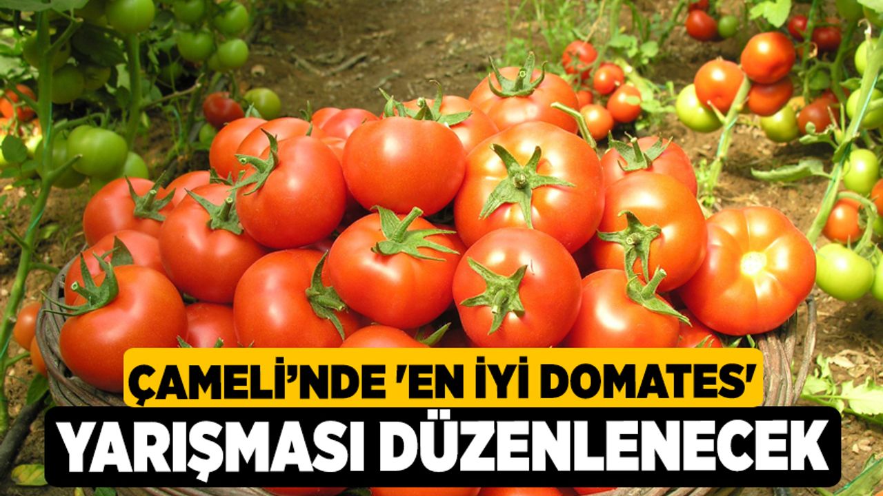 Çameli’nde 'En iyi domates' yarışması düzenlenecek