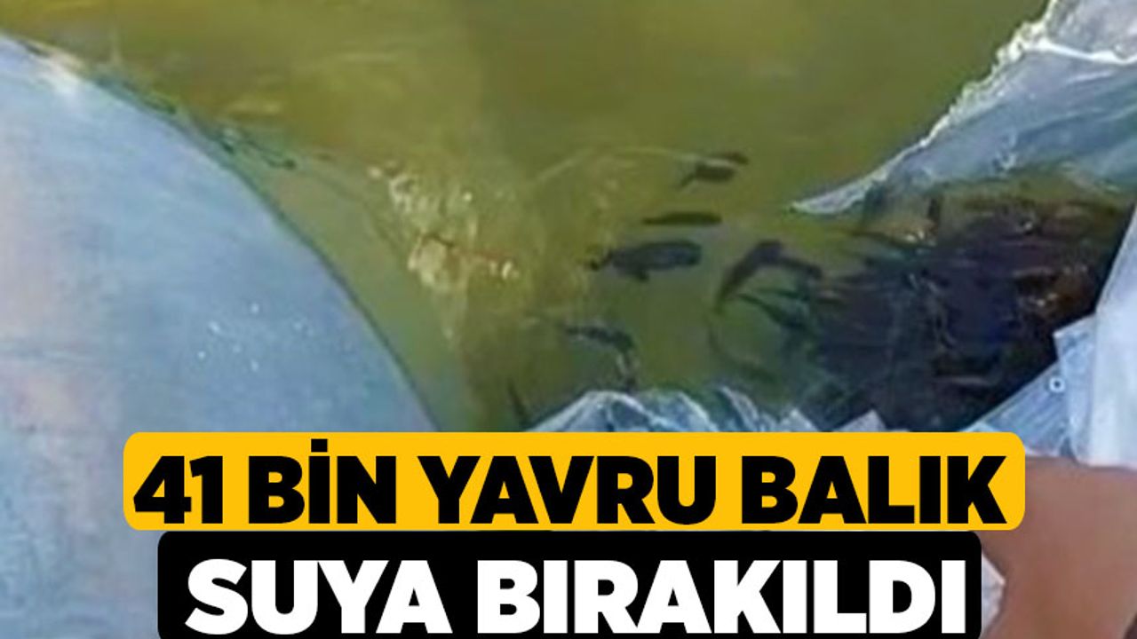 41 Bin Yavru Balık Suya Bırakıldı
