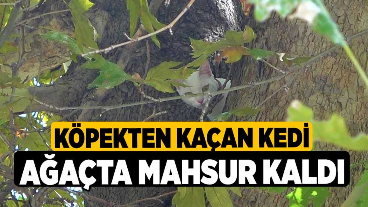 Denizli'de Köpekten kaçan kedi ağaçta mahsur kaldı