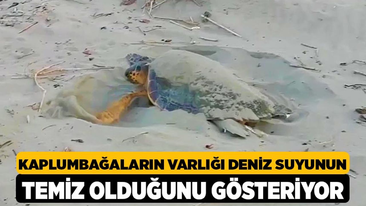 Kaplumbağaların Varlığı Deniz Suyunun Temiz Olduğunu Gösteriyor