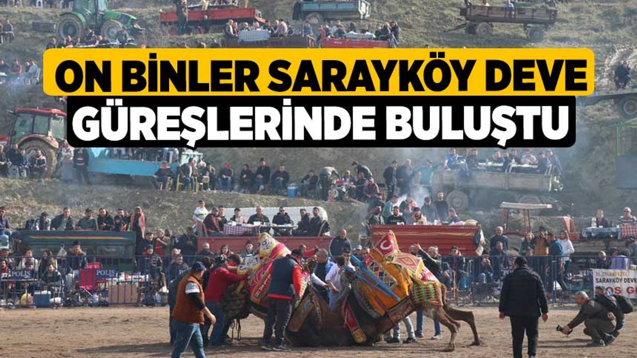 On binler Sarayköy deve güreşlerinde buluştu