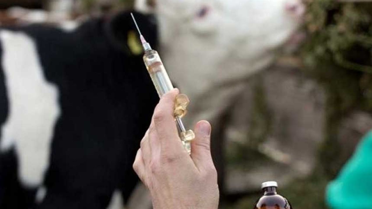 Denizli’de hayvan hastalıklarına karşı aşı takvimi açıklandı