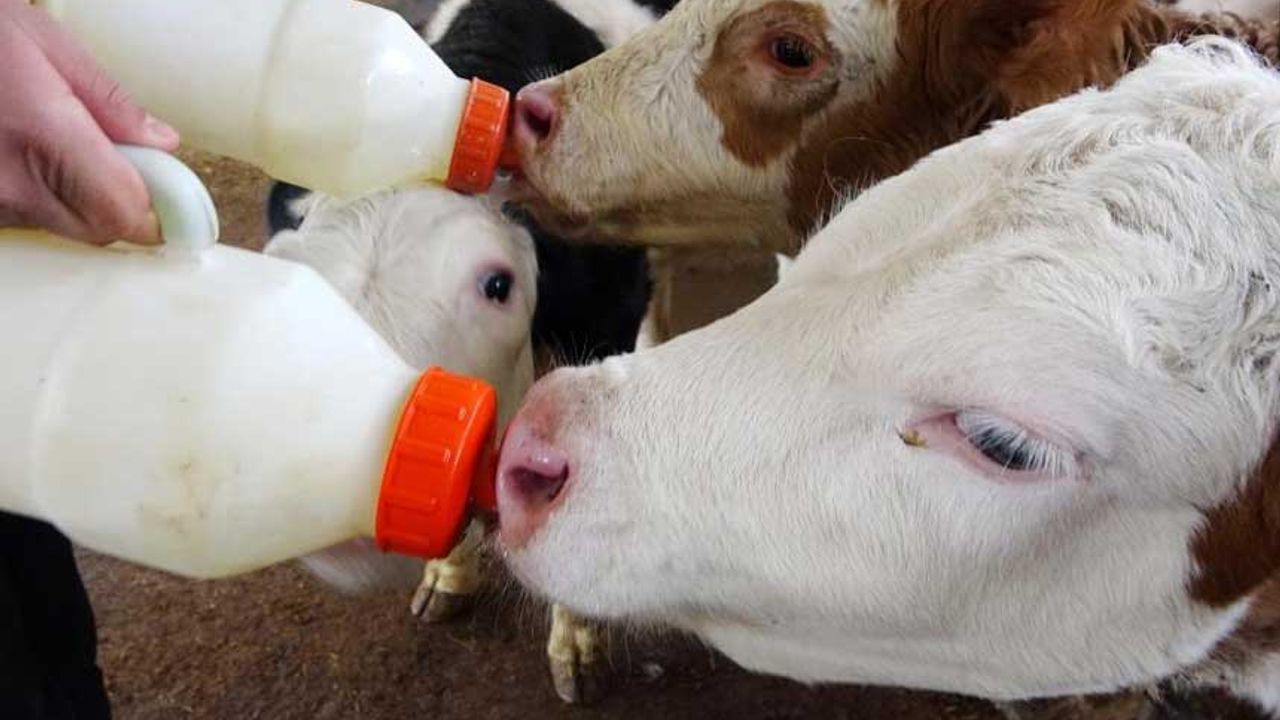 Denizli’de soğut süt fiyatı 12,40 olarak belirlendi