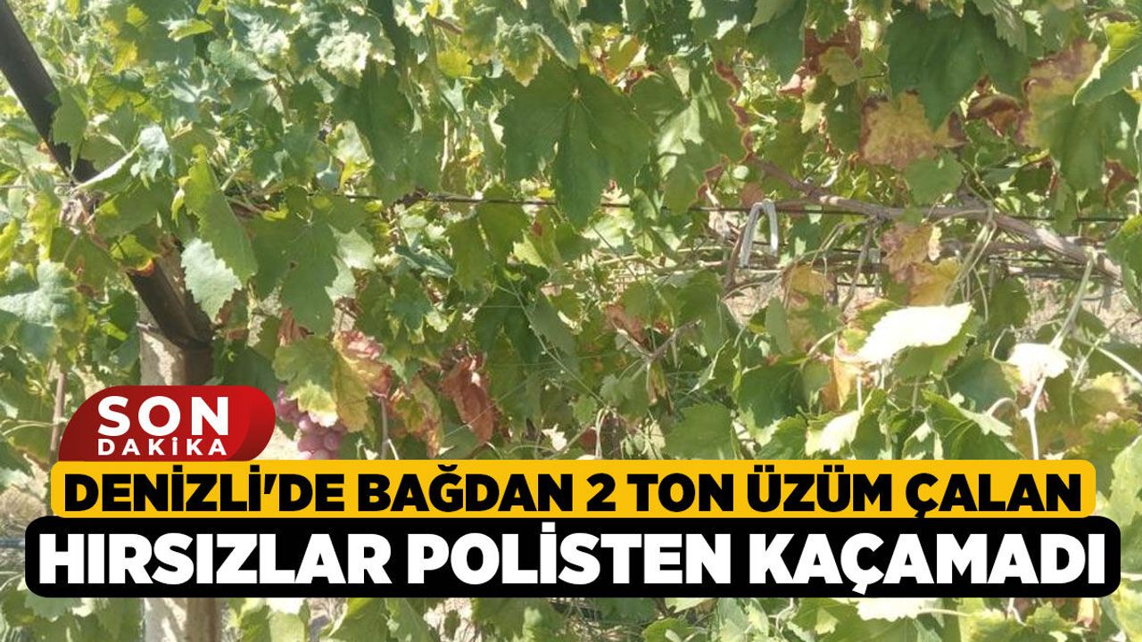Denizli'de Bağdan 2 Ton Üzüm Çalan Hırsızlar Polisten Kaçamadı!