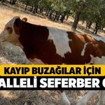 Kayıp Buzağılar İçin Mahalleli Seferber Oldu!