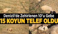 Denizli'de Zehirlenen 15 Koyun Telef Oldu