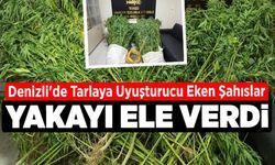 Denizli'de Tarlaya Uyuşturucu Eken Şahıslar Yakalandı