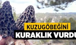 Kuzugöbeğini Kuraklık Vurdu