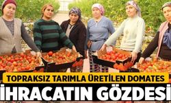 Topraksız Üretilen Domates İhracatın Gözdesi