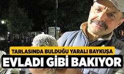 Tarlasında bulduğu yaralı baykuşa evladı gibi bakıyor