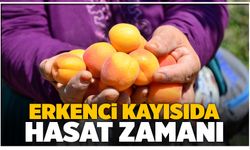 Denizli’de Erkenci Kayısı Hasat Edilmeye Başlandı