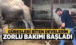 Güreşleri biten develerin zorlu bakımı başladı