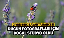 Çivril'deki Lavanta Bahçesi Düğün Fotoğrafları İçin Doğal Stüdyo Oldu