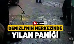 Denizli'nin Merkezinde Yılan Paniği