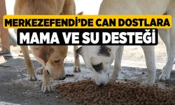 Merkezefendi’de Can Dostlara Mama ve Su Desteği