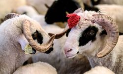 Denizli'de 2022 Yılı Canlı Hayvan Pazarı Kurbanlık Fiyatları