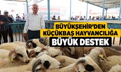 Büyükşehir’den Küçükbaş Hayvancılığa Büyük Destek