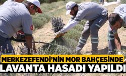 Merkezefendi'nin Mor Bahçesinde Lavanta Hasadı Yapıldı