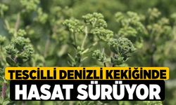 Tescilli Denizli kekiğinde hasat sürüyor