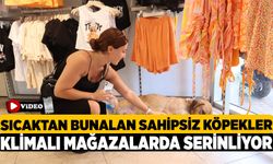 Sıcaktan Bunalan Sahipsiz Köpekler Klimalı Mağazalarda Serinliyor