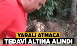 Yaralı Atmaca Tedavi Altına Alındı