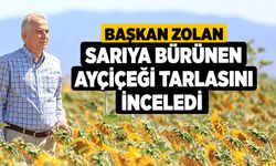 Başkan Zolan Sarıya Bürünen Ayçiçeği Tarlasını İnceledi