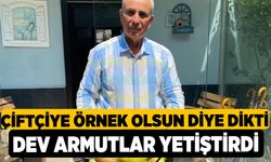 Çiftçiye Örnek Olsun Diye Dikti, Dev Armutlar Yetiştirdi