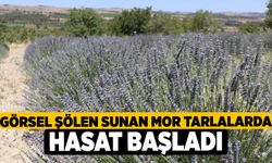 Görsel Şölen Sunan Mor Tarlalarda Hasat Başladı