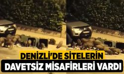 Denizli'de Sitelerin Davetsiz Misafirleri vardı