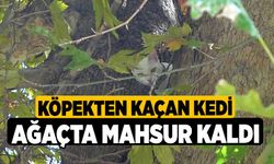 Denizli'de Köpekten kaçan kedi ağaçta mahsur kaldı