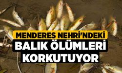 Menderes Nehri'ndeki balık ölümleri korkutuyor