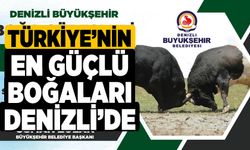 Türkiye’nin En Güçlü Boğaları Denizli’de