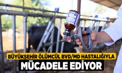 Büyükşehir Ölümcül BVD/MD Hastalığıyla Mücadele Ediyor