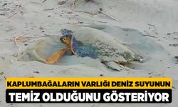 Kaplumbağaların Varlığı Deniz Suyunun Temiz Olduğunu Gösteriyor