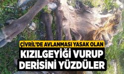 Çivril’de avlanması yasak olan kızılgeyiği vurup derisini yüzdüler