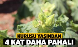 Kurusu yaşından 4 kat daha pahalı