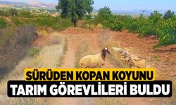 Sürüden Kopan Koyunu Tarım Görevlileri Buldu