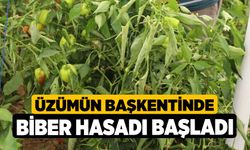 Üzümün başkentinde biber hasadı başladı