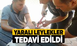 Yaralı Leylekler Tedavi Edildi