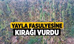 Yayla fasulyesine kırağı vurdu