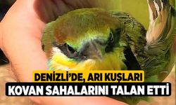 Denizli’de, Arı Kuşları Kovan Sahalarını Talan Etti