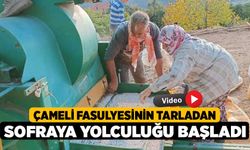 Çameli fasulyesinin tarladan sofraya yolculuğu başladı